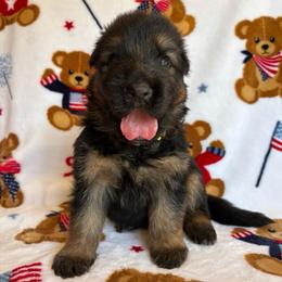 Jolt - Black and red male German Shepherd puppy in Coplay, Pennsylvania from By My Side Germans Shepherds & Dobermans