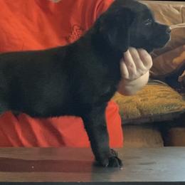 Labrador Retriever Puppies from R Little Retrievers
