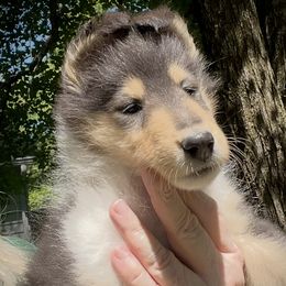 Collie puppies from Caroline Jones