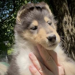 Collie puppies from Caroline Jones