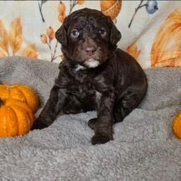 Fudge - Brown and white male Sheepadoodle puppy in Austin, Texas from Darling Doodles