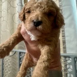 Rocket (black) - Brown male Cavapoo puppy in Modesto, California from Molly n Friends