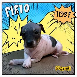 Marvel - Black tan and white female American Hairless Terrier puppy in Buckingham, Illinois from Gaus Hof