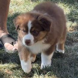 Max - Red tri-color male Australian Shepherd puppy in Esparto, California from Cutting Up Ranch  Australian Shepherds