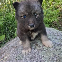 Faith - Agouti and white female Siberian Husky puppy in West Liberty, Ohio from Skyfallsiberians