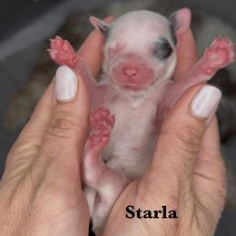 Starla - Black and chalk female Australian Labradoodle puppy in Citrus Heights, California from Elite Blend Labradoodles
