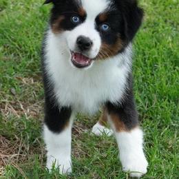 Girl 1 - Black tri female Miniature Australian Shepherd puppy in Lawton, Oklahoma from Lindsey’s Aussies