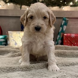 Green - Cream male Goldendoodle puppy in Tecumseh, Nebraska from Down South Doodles