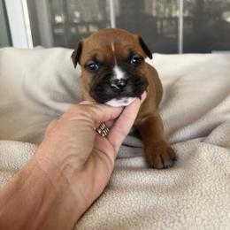 Blitzen - Red male American Staffordshire Terrier puppy in Marietta, Georgia from Ambition Amstaffs