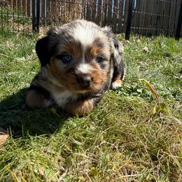 Vendetta - Blue merle male Toy Australian Shepherd puppy in Medical Lake, Washington from MAS Gone Rogue