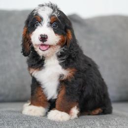 Violet - Tri-color female Bernedoodle puppy in Dundee, Ohio from Down Home Doodle