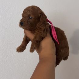 Ruby - Red  female Poodle puppy in Bakersfield, California from Underground kennels