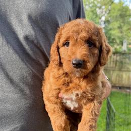 Lightning - Red  male Goldendoodle puppy in Montgomery, Texas from Texas Bello Doodles