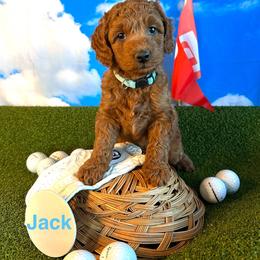 Jack Nicklaus - Red  male Goldendoodle puppy in Chelan, Washington from North Cascades Doodles