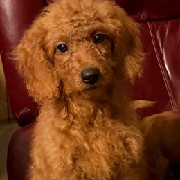 Toby - Apricot male Goldendoodle puppy in Centralia, Missouri from Oodles Of Doodles Mo.