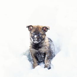 Pink collar - Sable German Shepherd puppy in Osco, Illinois from Sonnenhügel Kennel, LLC