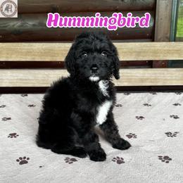 Hummingbird - Black and white female Bernedoodle puppy in Banner Elk, North Carolina from Walnut Tree Bernedoodles