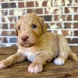 Light Blue Boy - Apricot male Goldendoodle puppy in Huntsville, Alabama from Winchester Doodles