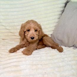 F1B Goldendoodle Surfer - Red  male Goldendoodle puppy in Redding, California from Casa Delarosa Collective Poodles & Doodles