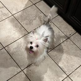 Yorkshire Terrier All Grown Up from Happy Tails Yorkies