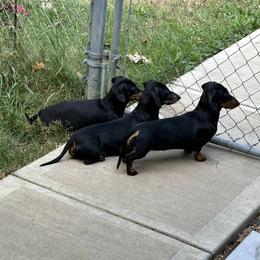Dachshund All Grown Up from Dreamin Dachshunds