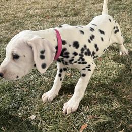 KALY - White and black female Dalmatian puppy in Albuquerque, New Mexico from Renov Dalmatian Plantation