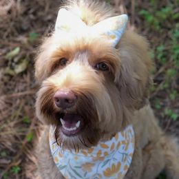 Books - Australian Labradoodle