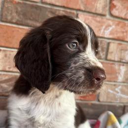 Voyageur - Liver white and roan male English Springer Spaniel puppy in Pensacola, Florida from LeichtHouse Kennel