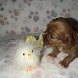 Pansy - Ruby female Cavalier King Charles Spaniel puppy in Avoca, New York from Palladino’s Cavaliers of Upstate NY