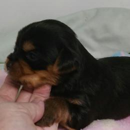 Yellow - Black and tan female Yorkshire Terrier puppy in Grand Terrace, California from CLC SOUTHERN YORKIES
