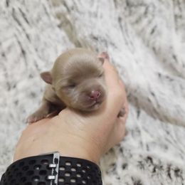 Lilac Cream sable girl - Cream female Chihuahua puppy in Richmond, Virginia from Breens