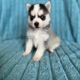 Mason - Gray and white male Pomsky puppy in Aberdeen, Idaho from Willow Creek Cresteds