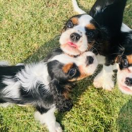 Cavalier King Charles Spaniels from Small Town Cavaliers
