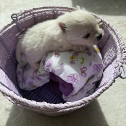 Boy2 - Cream male Pomeranian puppy in Meridian, Idaho from Precious poms