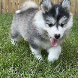 Cookies and Cream Cake - Black and white female Pomsky puppy in Blue Earth, Minnesota from Blue Sky Pomsky