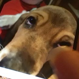 Basset Hound Puppies from Muggsk-9obedience