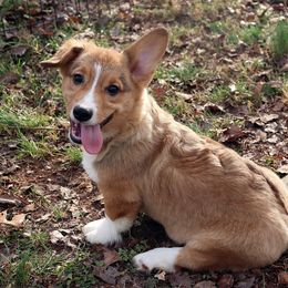 StrongPaw - Pembroke Welsh Corgi