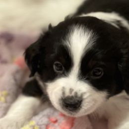Boy 4 - Black tri Miniature Australian Shepherd puppy in Corydon, Indiana from Arbuckle’s Lookin Good Aussies (LGA)
