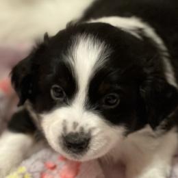 Boy 4 - Black tri Miniature Australian Shepherd puppy in Corydon, Indiana from Arbuckle’s Lookin Good Aussies (LGA)