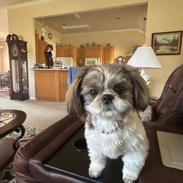 Shih Tzu Puppies from Grandma Ts Precious Puppies