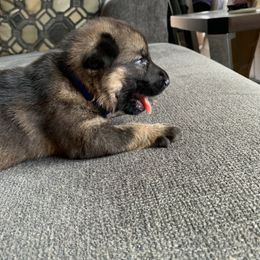 Boy 2 - German Shepherd puppy in Waycross, Georgia from Lloviendo Shepherds
