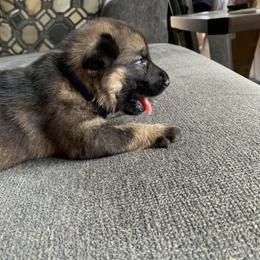 Boy 2 - German Shepherd puppy in Waycross, Georgia from Lloviendo Shepherds