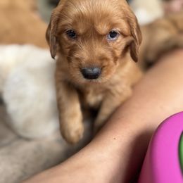 Golden Retriever Puppies from K5 Dog Services