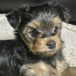 Yorkshire Terriers from Niki’s Yorkies
