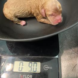 Australian Labradoodle and Double Doodle Puppies from Little Kingdom Doodles