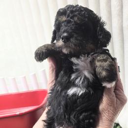 Marco - Tri-color male Bernedoodle puppy in Boaz, Alabama from Lovin' Doodles