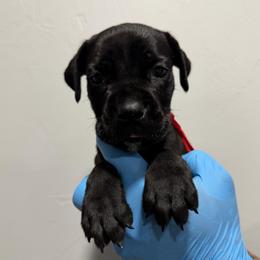 Black Male 2 - Black male Cane Corso puppy in Cashion, Oklahoma from APEXOK Cane Corsos LLC