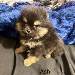 Ash - Black and tan parti female Pomeranian puppy in Denver, Colorado from Tiny Tornado Poms