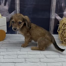 Red Longhair Female (Shaded) - Red female Dachshund puppy in Killeen, Texas from Southern Dachshunds