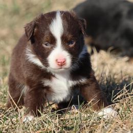 Noah - Red tri male Toy Australian Shepherd puppy in Laurel, Nebraska from 4C Toy Aussies